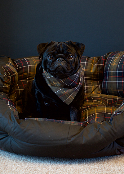 barbour dog vest