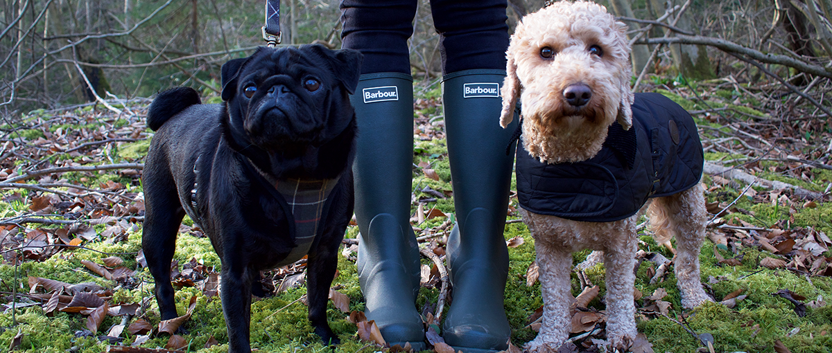 barbour coat dog