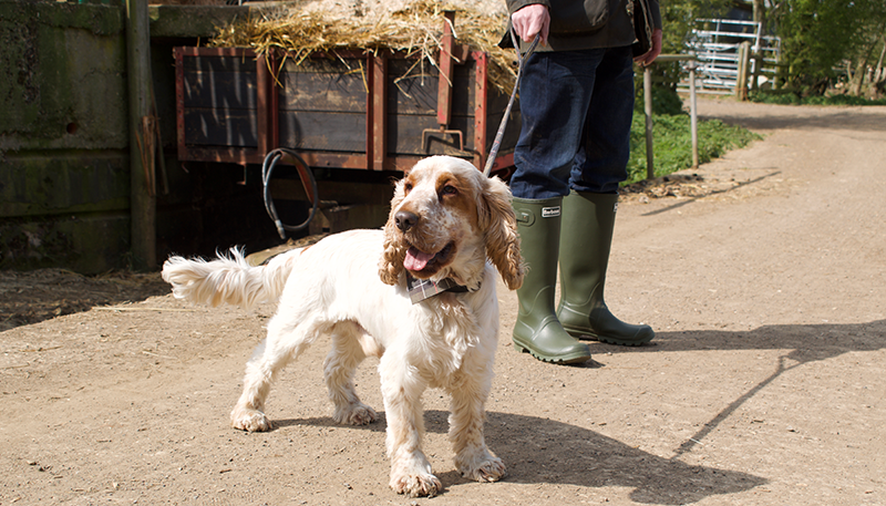 Barbour dogs 2