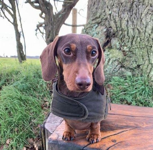 barbour pet