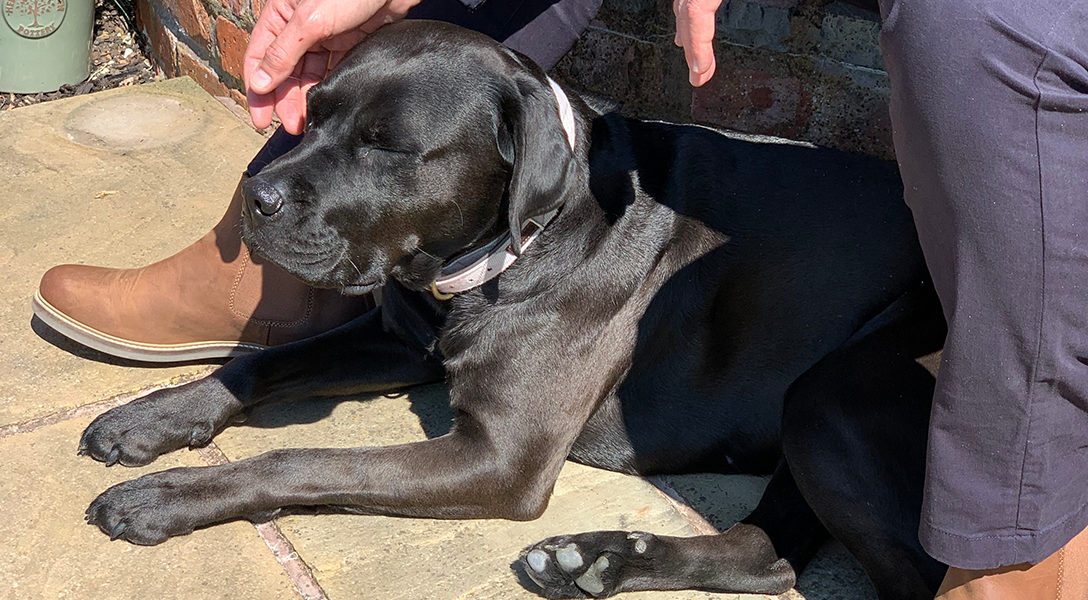 Dogfather Graeme Hall with his dog Lily