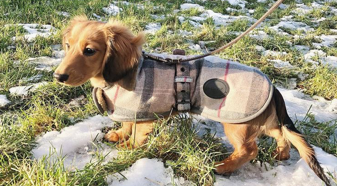 barbour jacket for dogs