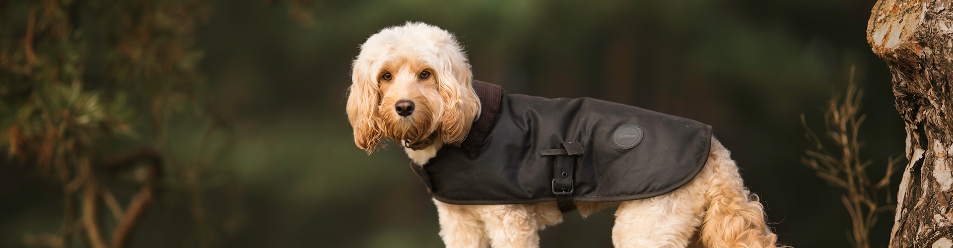 barbour dog