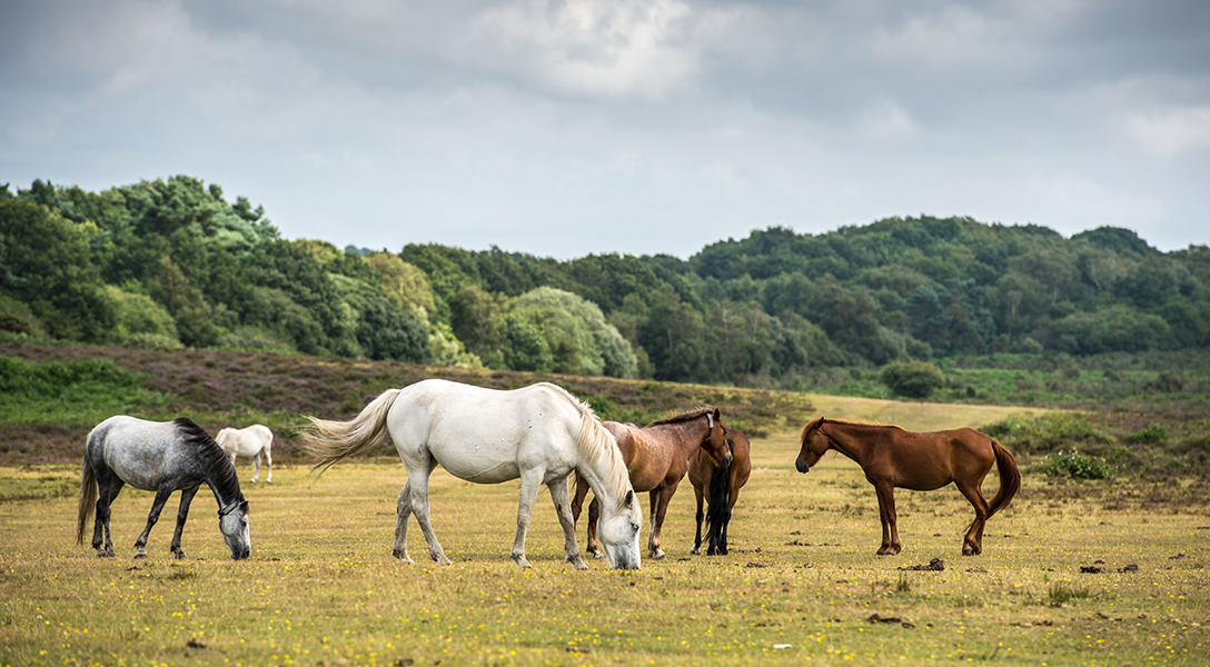 Horses grazing in a field in The New Forest