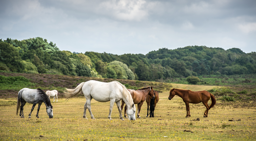Horses grazing in a field in The New Forest Horses grazing in a field in The New Forest