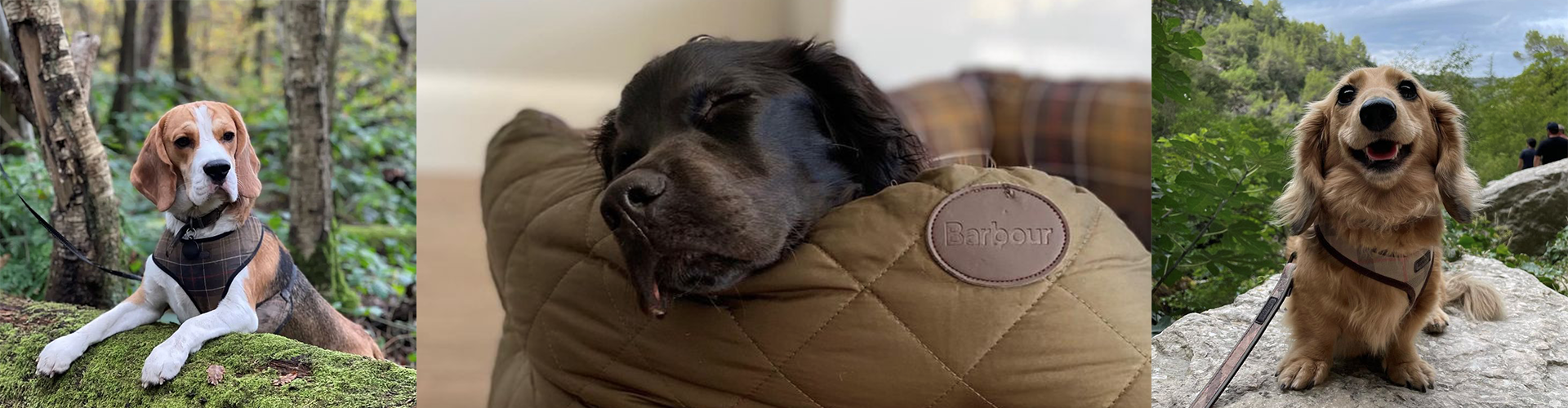 Barbour Dogs Dog of the Month Competition