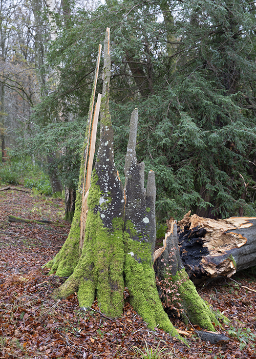 Tree trunk with storm damage