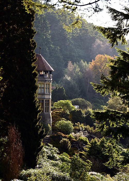 Bäume im National Trust