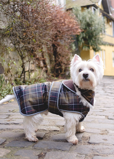 barbour dog scarf
