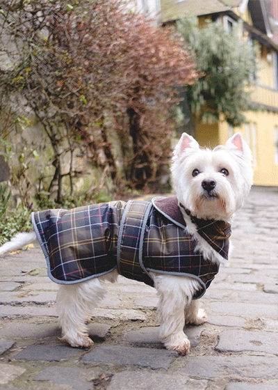 حدث نار سابقا barbour tartan dog 