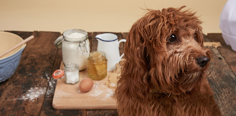 BarbourDogs: Summer Pudding Peanut Butter Biscuits