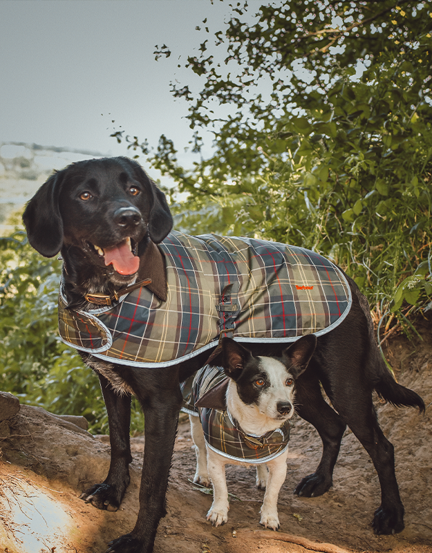 The Barbour Dogs Diaries: Meet Wilbur and Vinny | Barbour