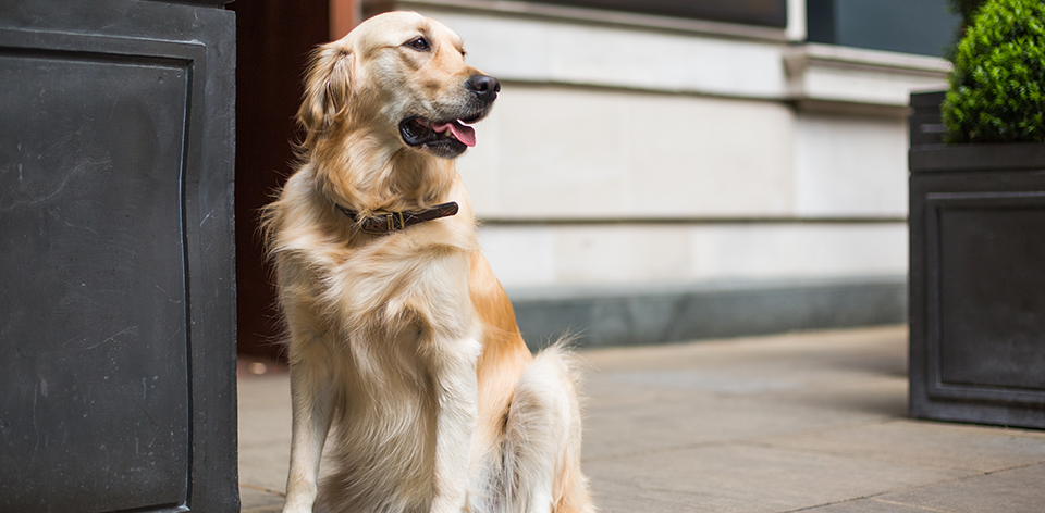 Pearl’s Guide to London – Dog Friendly Coffee Shops and Pubs