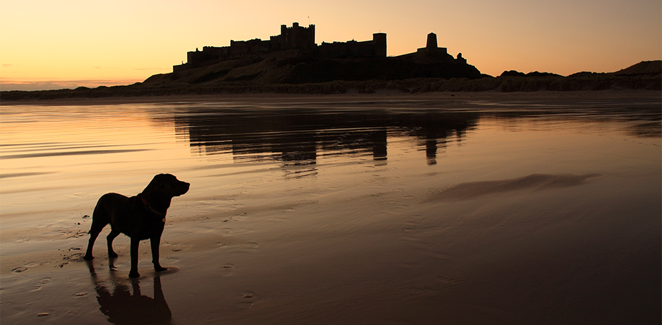 BarbourDogs: Dog-Friendly Holidays in Northumberland 