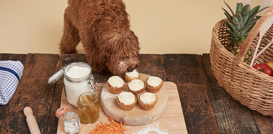 BarbourDogs Pudding Carrot Cupcakes