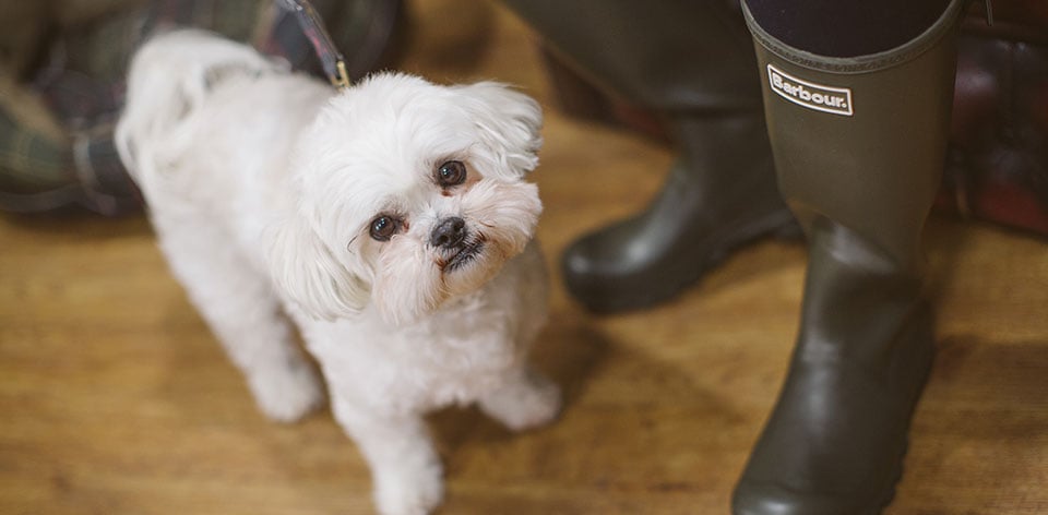 Hunter wellies deals for dogs