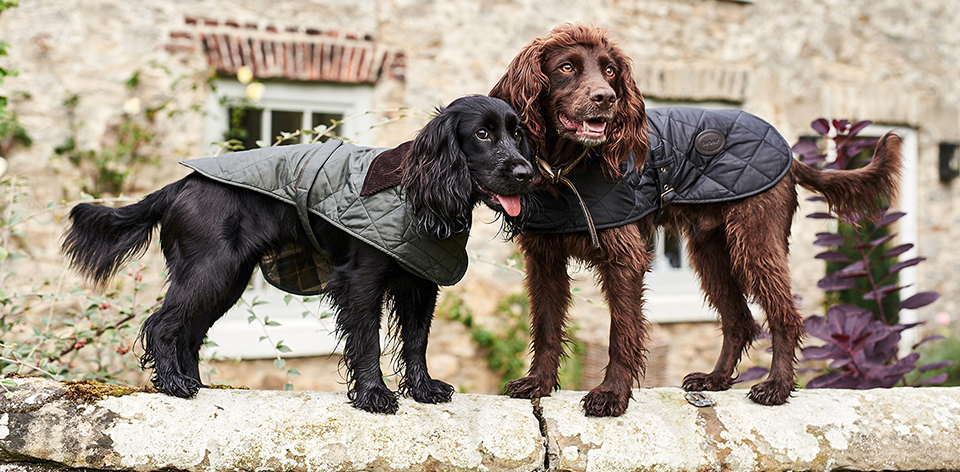 AW17 Weather Comfort Spaniel Life Barbour