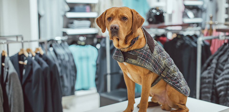 barbour dog clothes