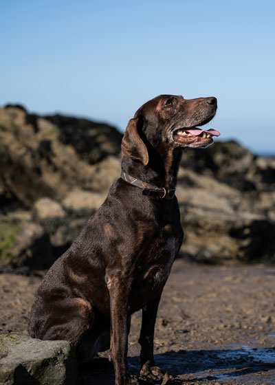 barbour wax dog coat