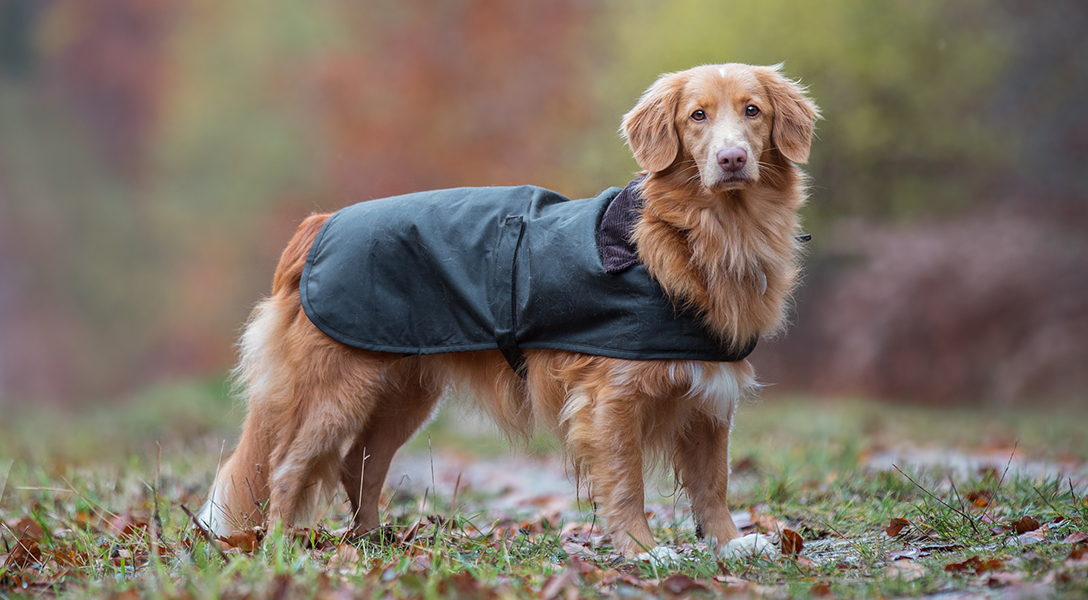 barbour pet