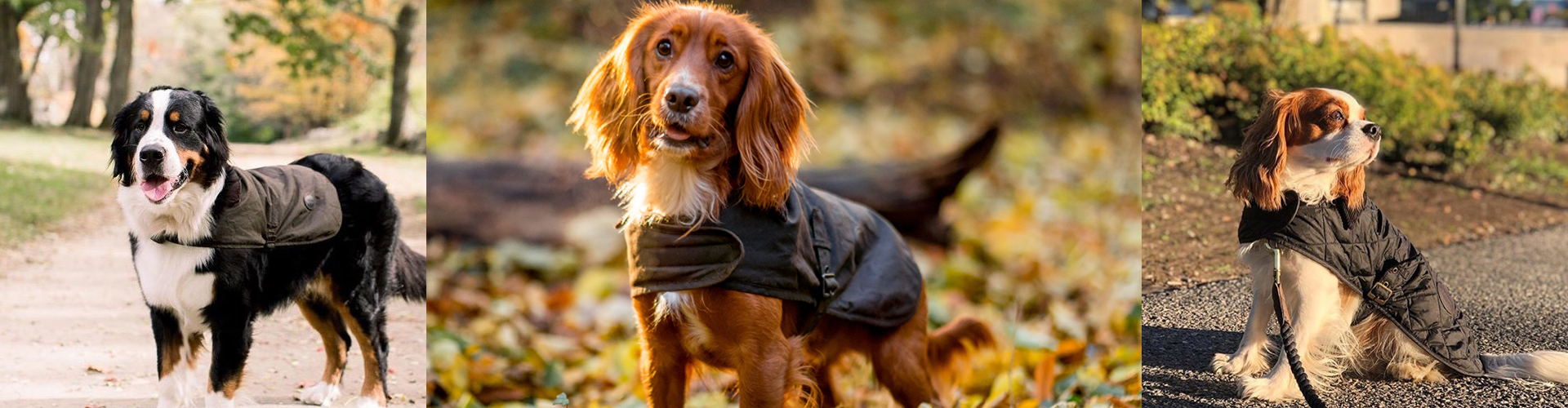 barbour pet accessories