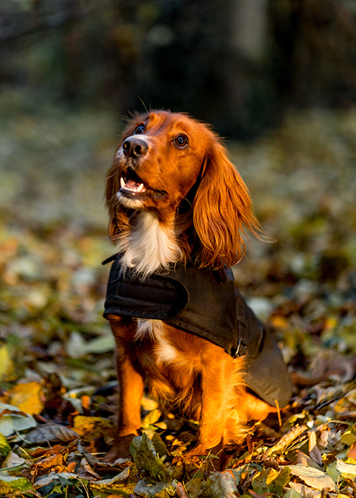 barbour pet accessories