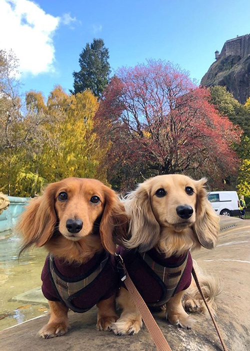 barbour pet accessories
