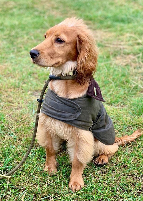 barbour dog clothes