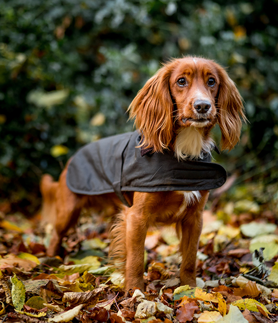 barbour dog scarf