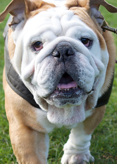 barbour coats for dogs