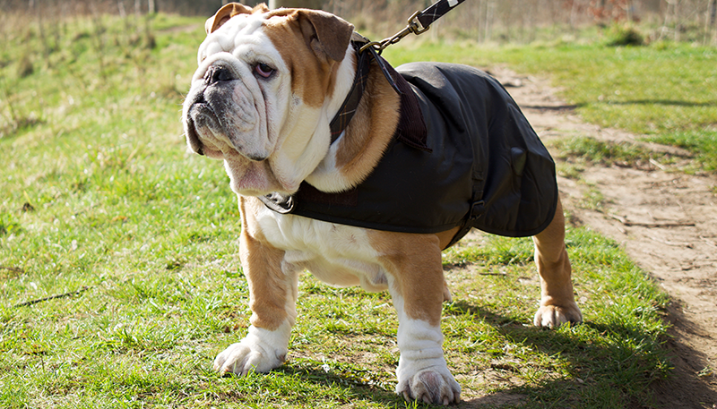 french bulldog barbour coat