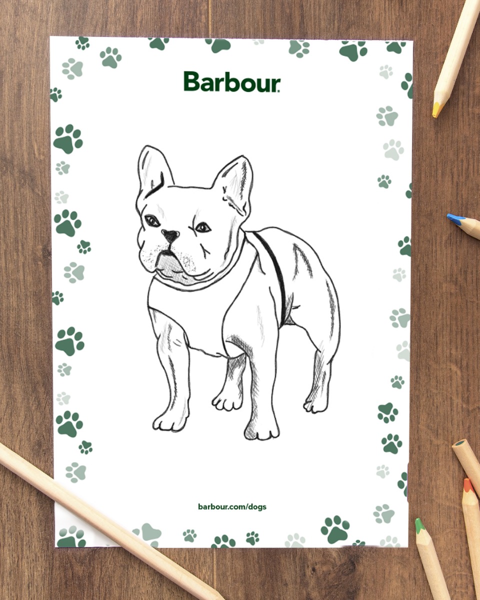 barbour dog coat french bulldog