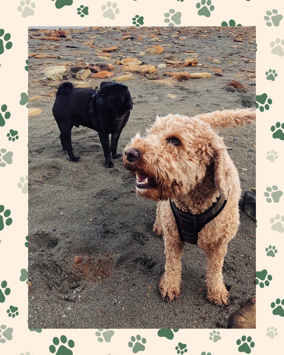 barbour dog neckerchief