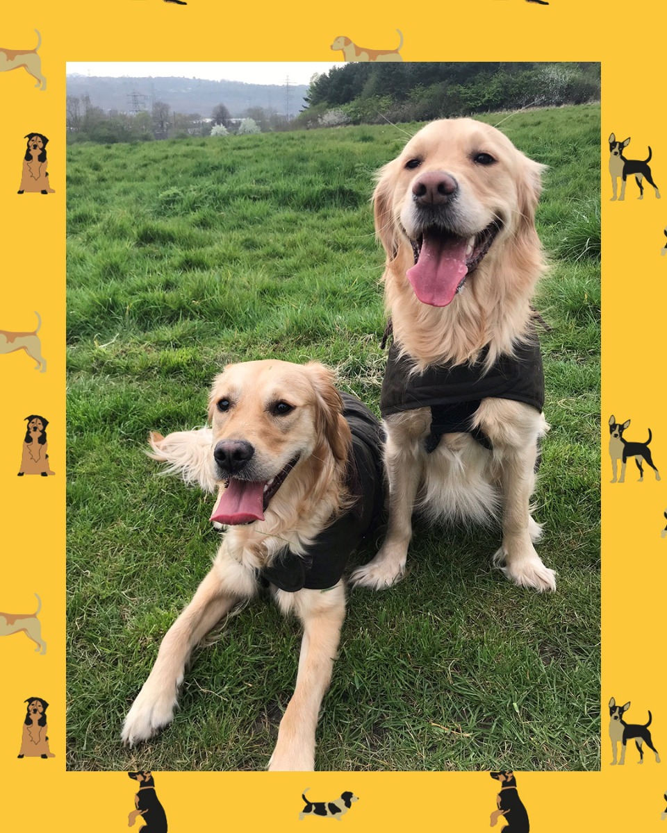 barbour dog neckerchief