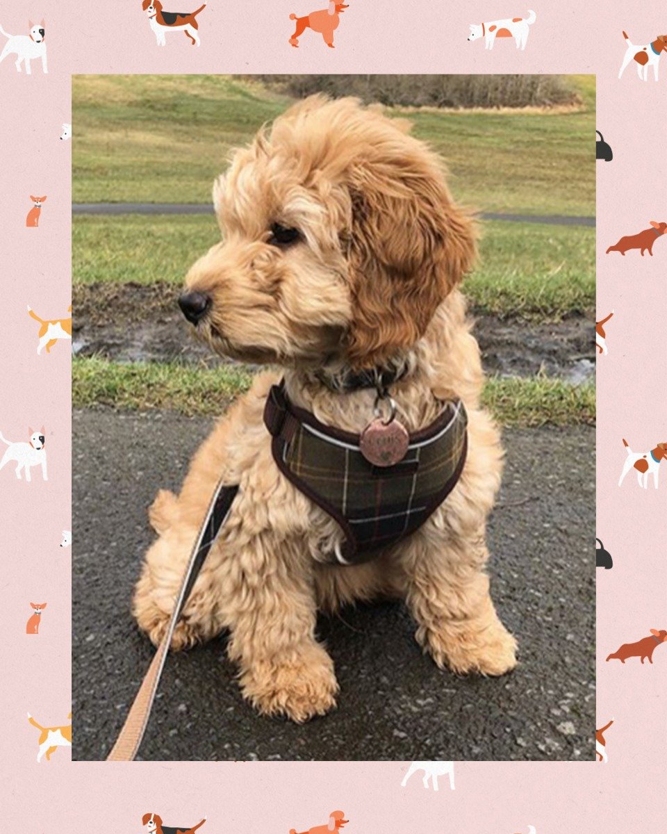 barbour dog vest