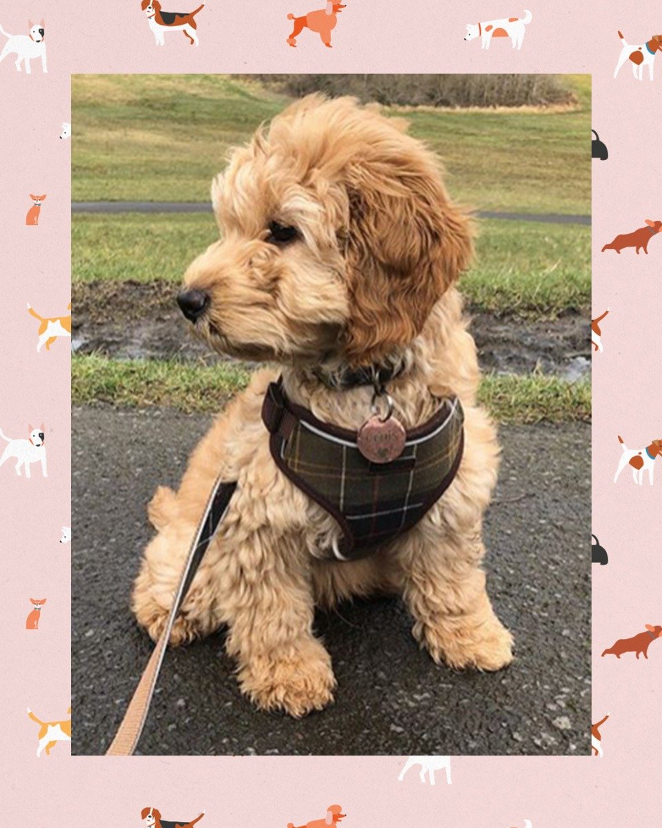 barbour tartan dog bandana