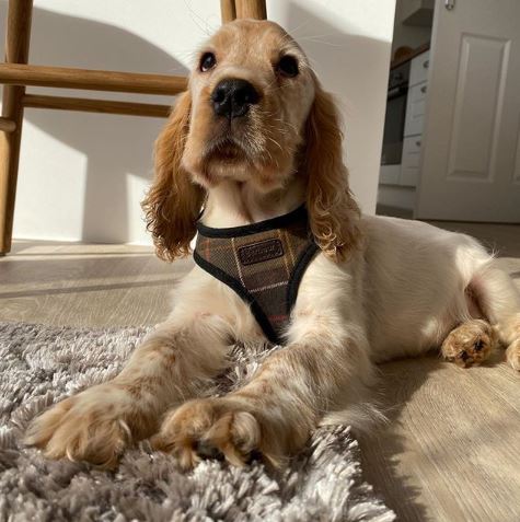 barbour dog leash