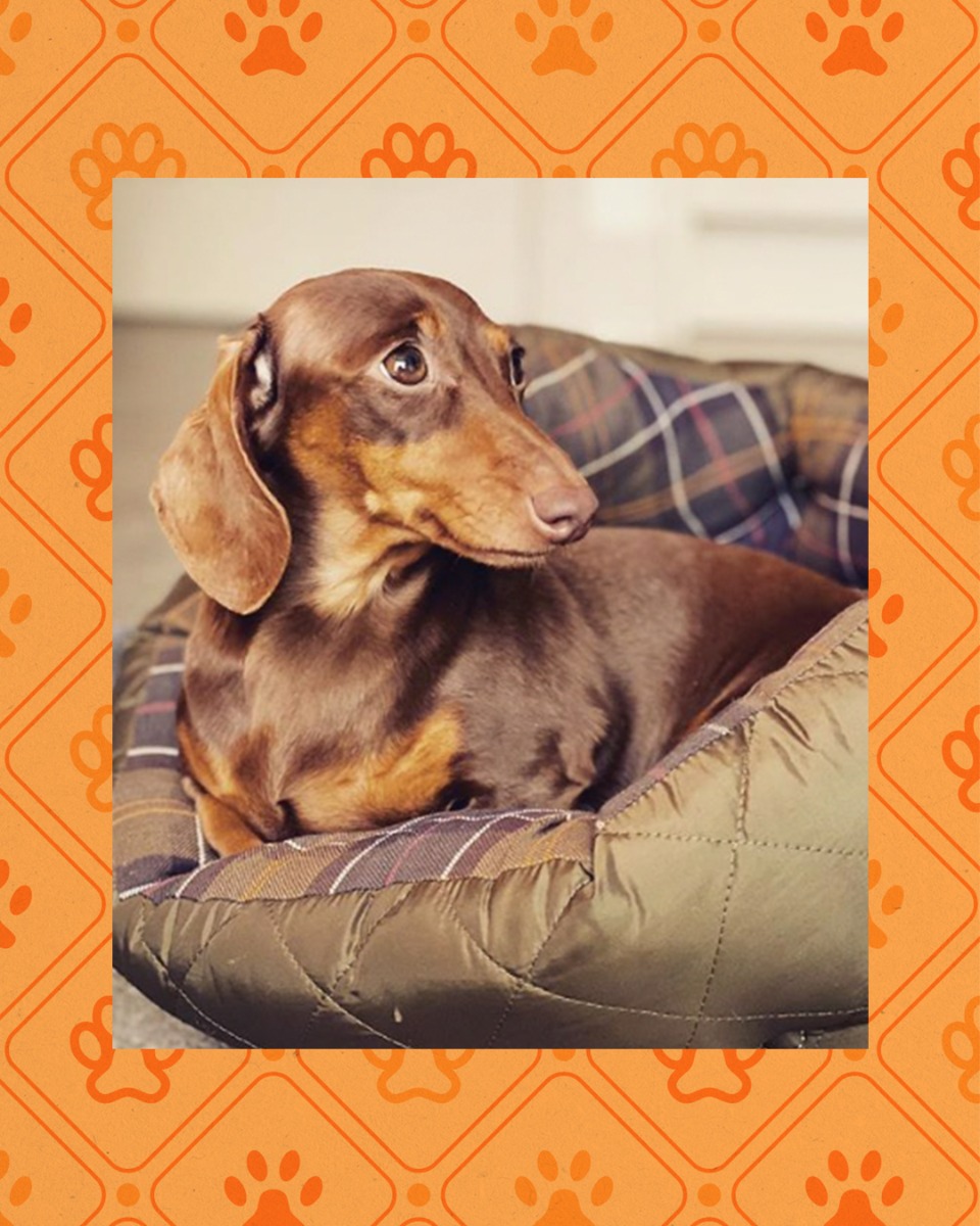 barbour quilted girl dog coat
