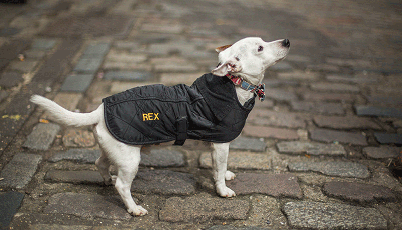 barbour carnaby street