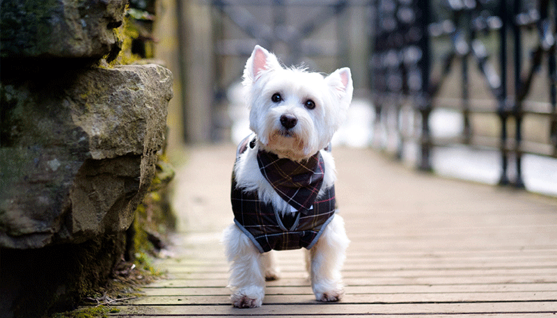 barbour pack away dog coat