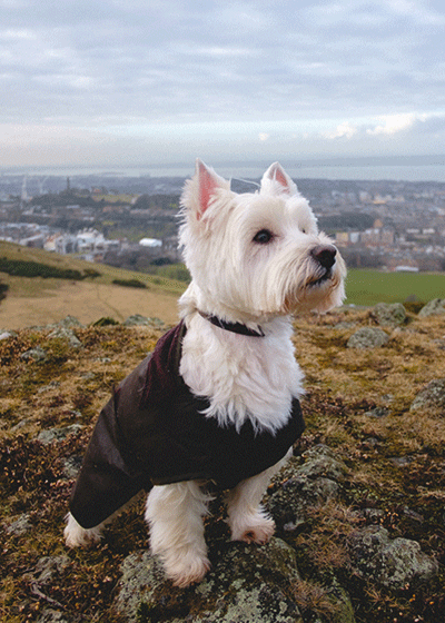 barbour pack away dog coat