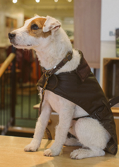 orvis barbour dog coats