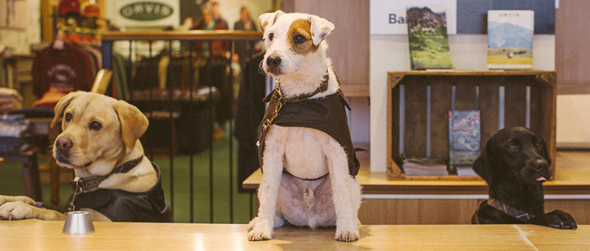 orvis barbour dog coats