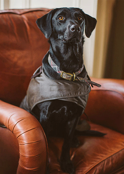 orvis barbour dog coats