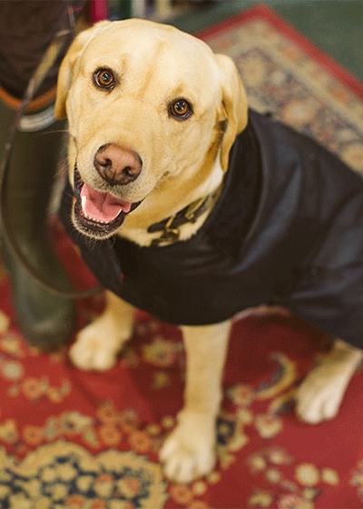 orvis barbour dog coats